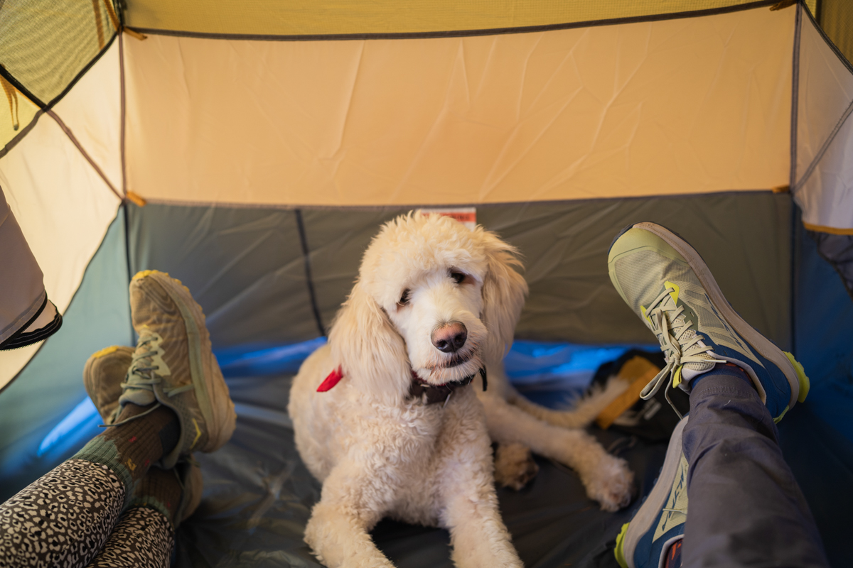 REI Co-op Half Dome 2 Plus (dog in tent)